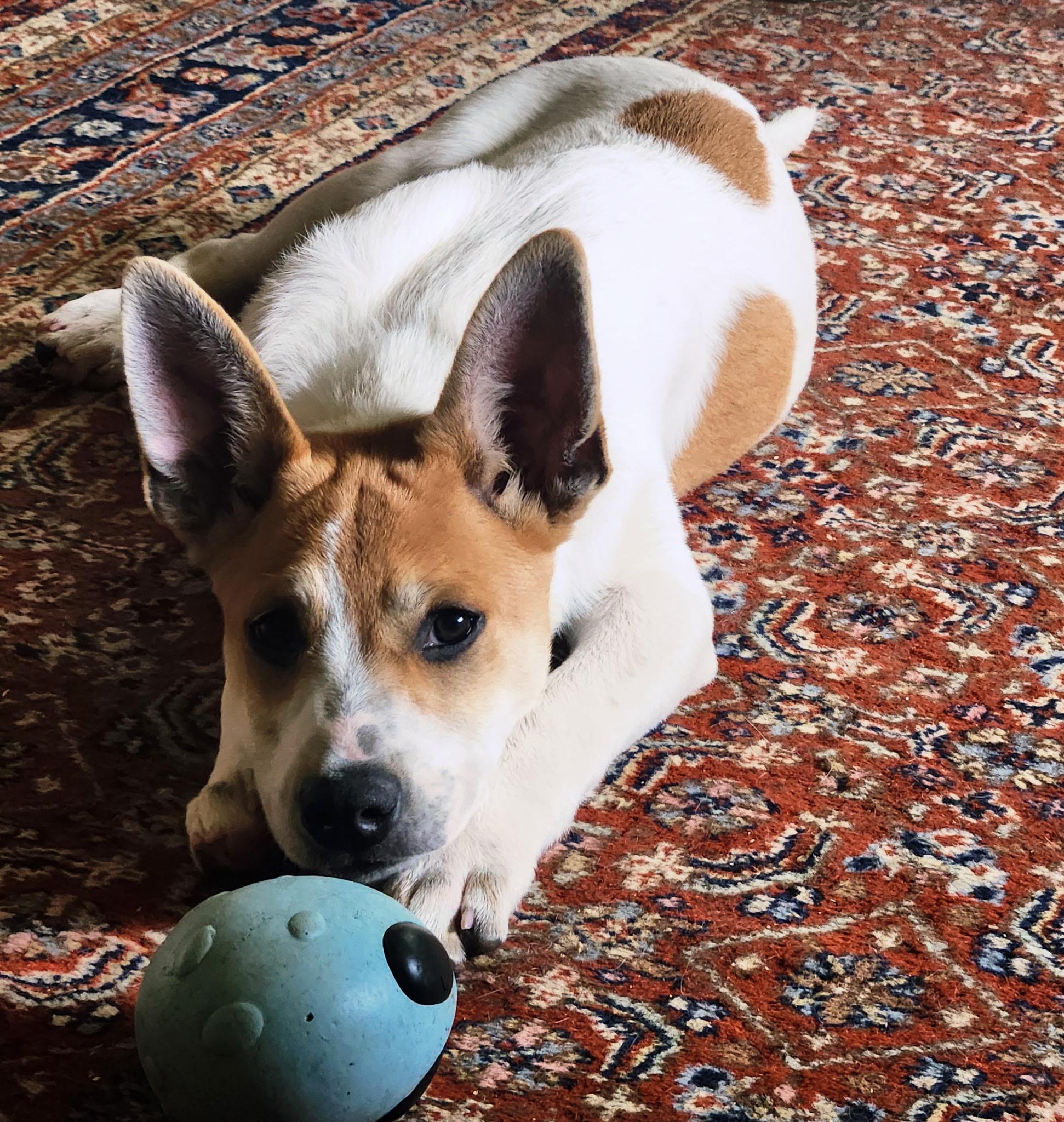 Enlarge Fergus, a Adoptable Jack Russell Terrier in Knoxville, TN image 1/5