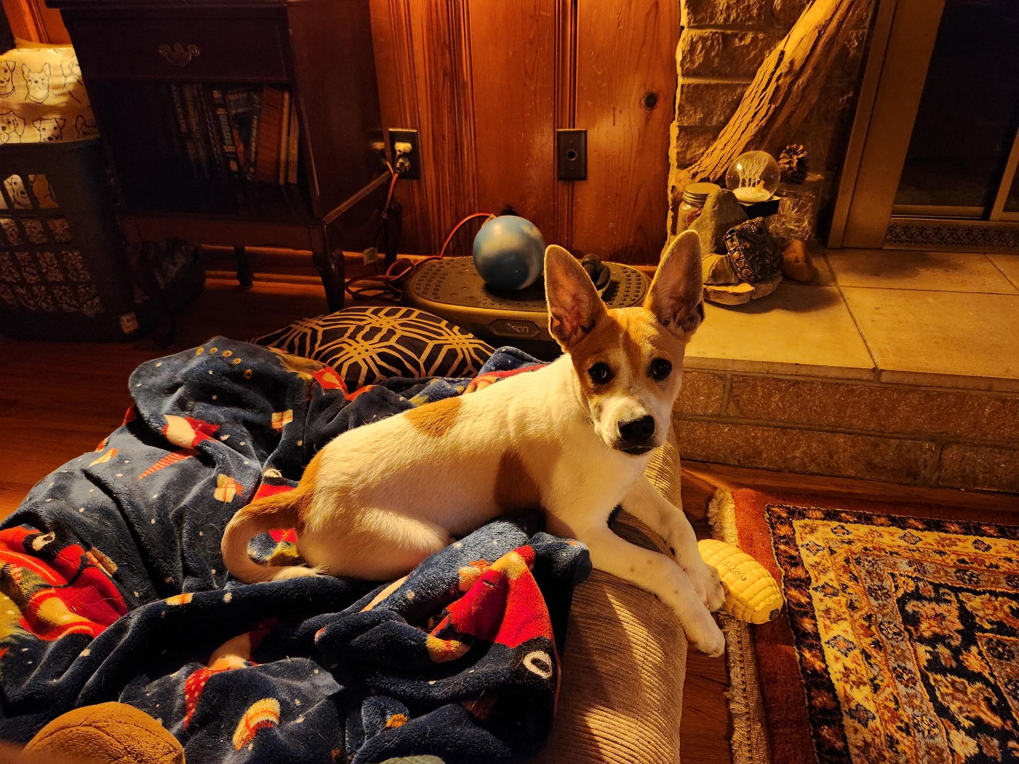 Enlarge Fergus, a Adoptable Jack Russell Terrier in Knoxville, TN image 2/5