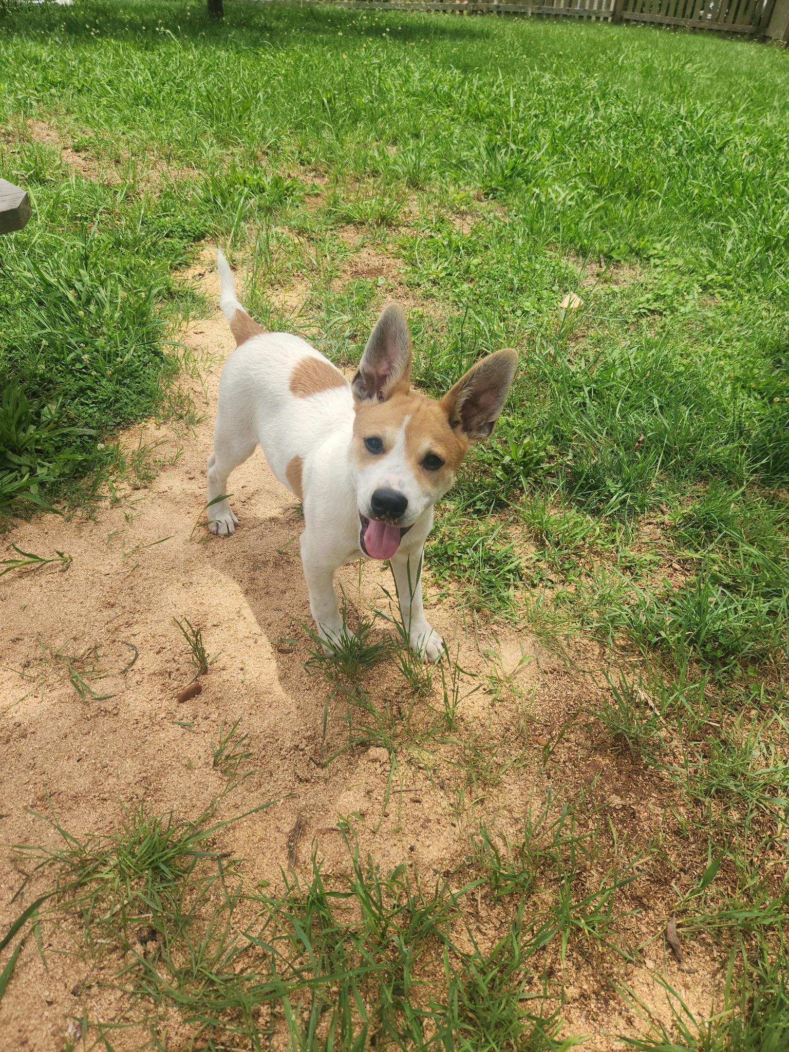 Enlarge Fergus, a Adoptable Jack Russell Terrier in Knoxville, TN image 3/5