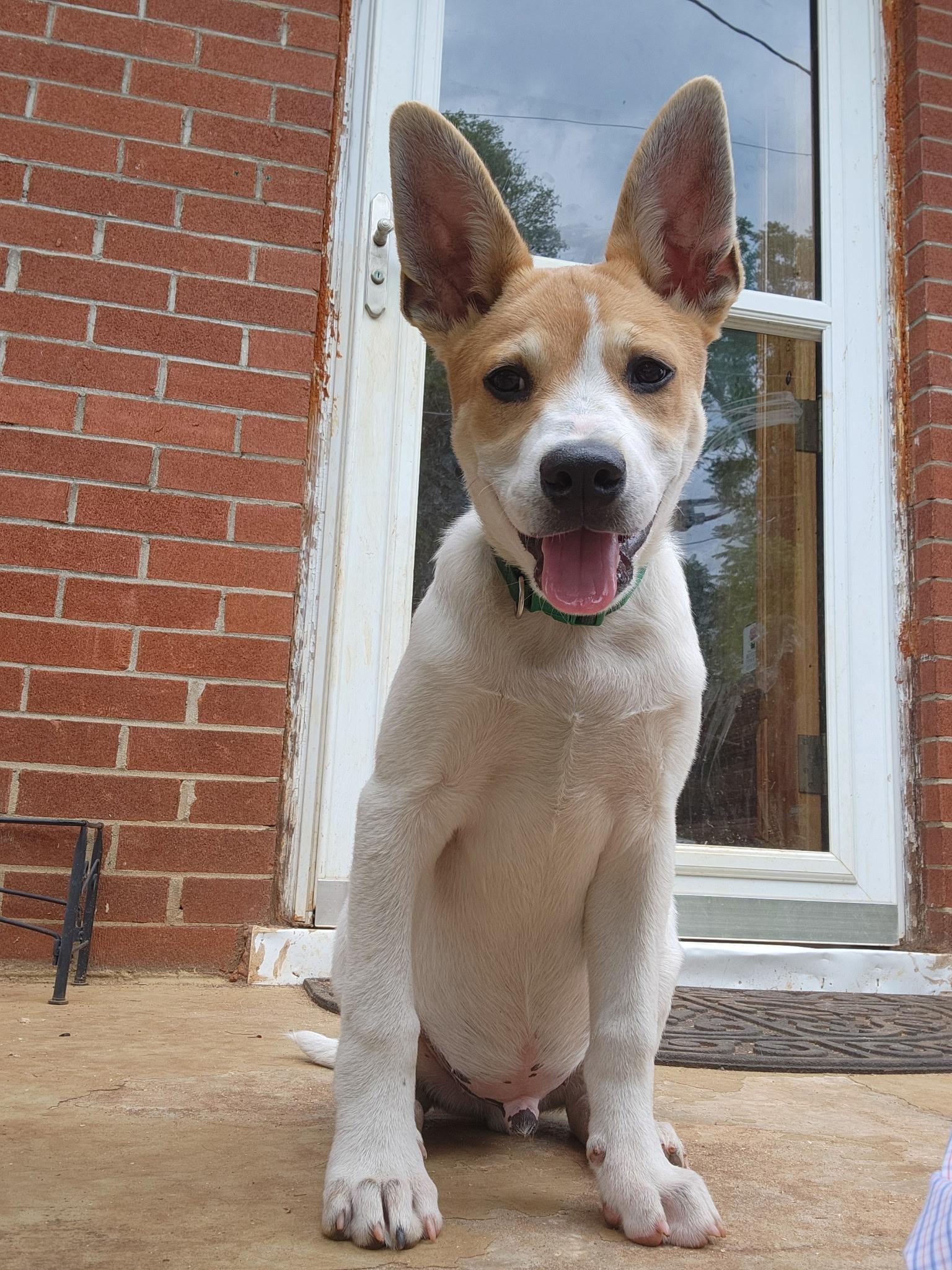 Enlarge Fergus, a Adoptable Jack Russell Terrier in Knoxville, TN image 4/5