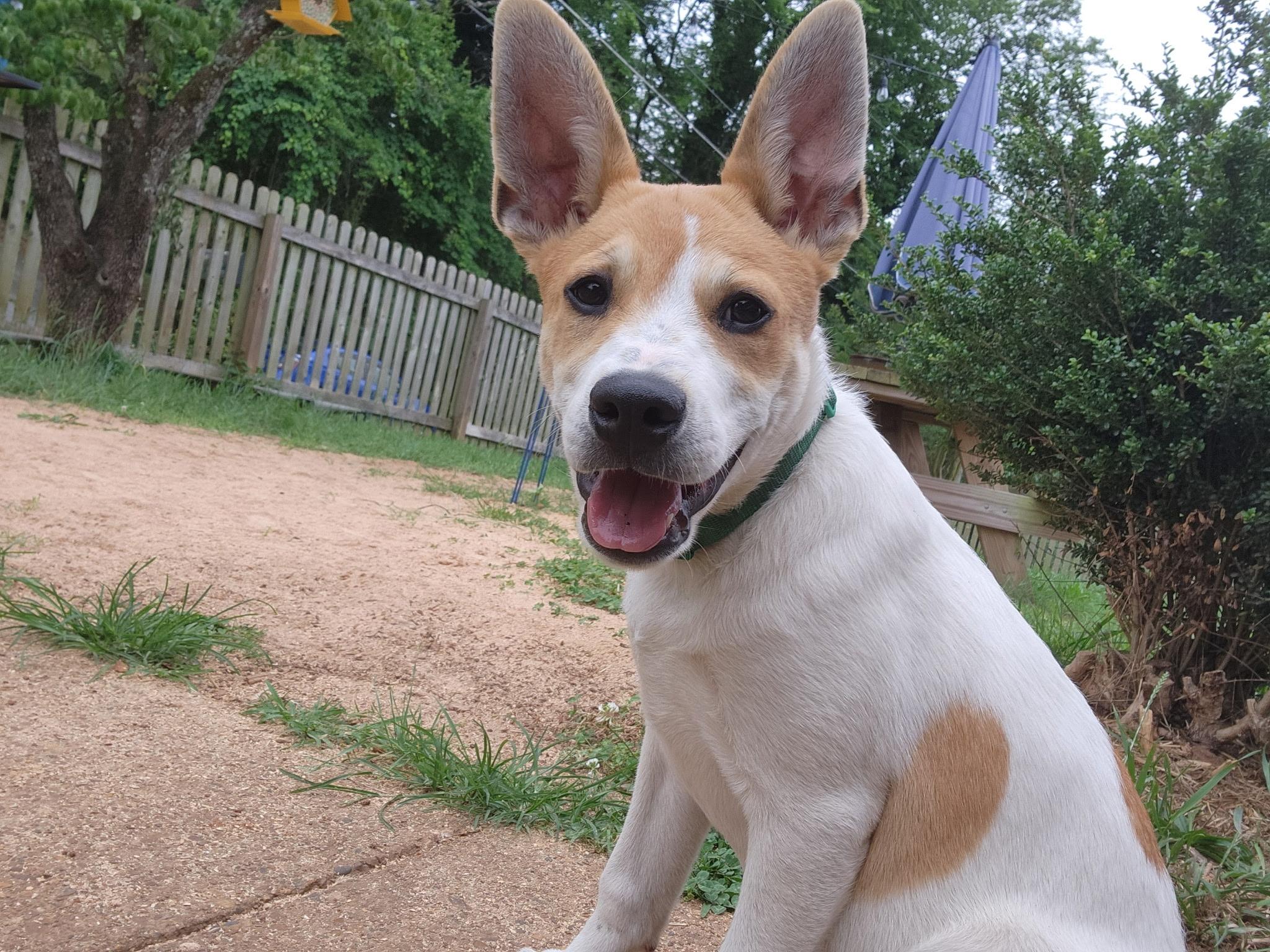 Enlarge Fergus, a Adoptable Jack Russell Terrier in Knoxville, TN image 5/5