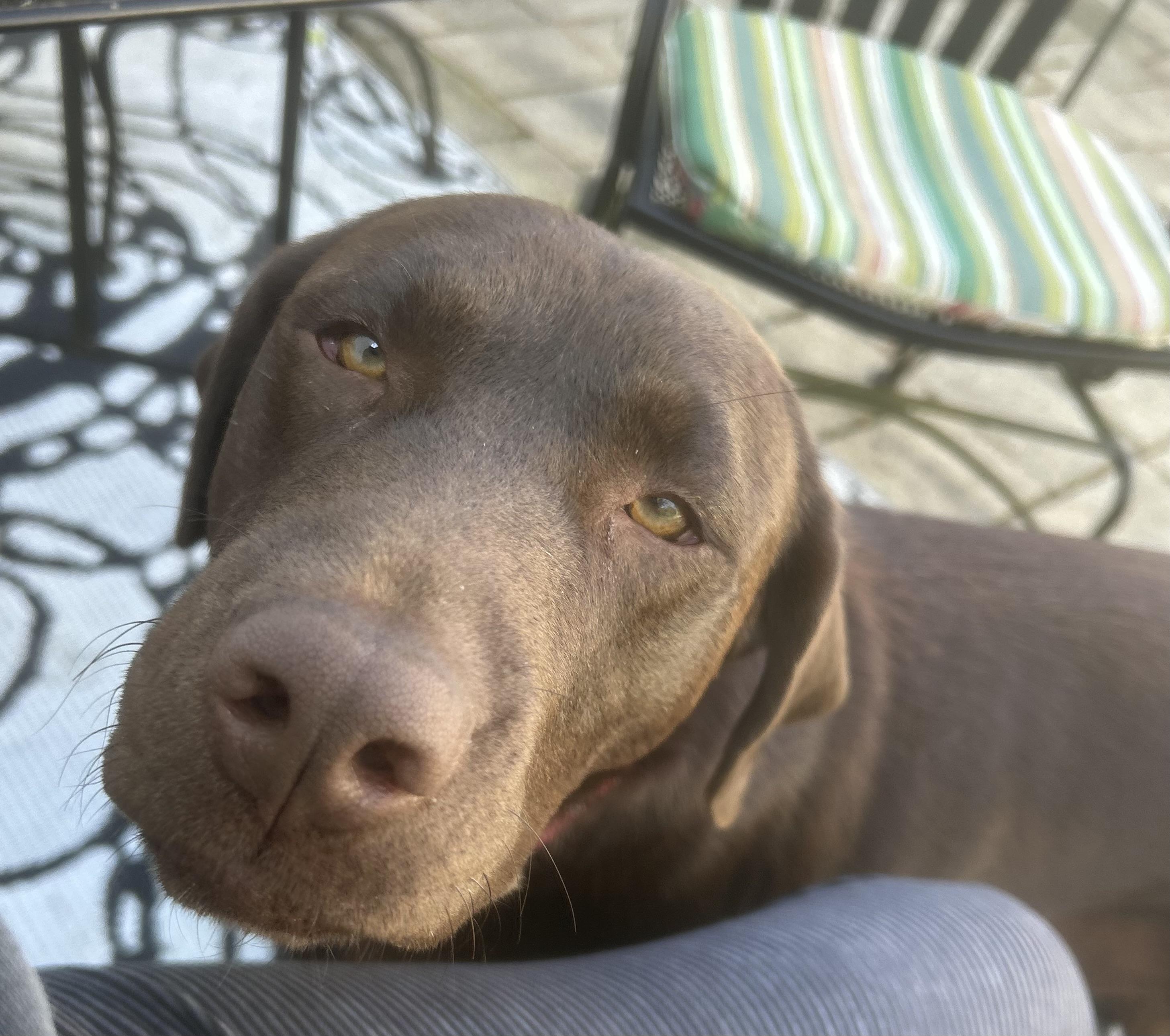 Enlarge Winnie, a Adoptable Labrador Retriever in Indianapolis, IN image 5/6
