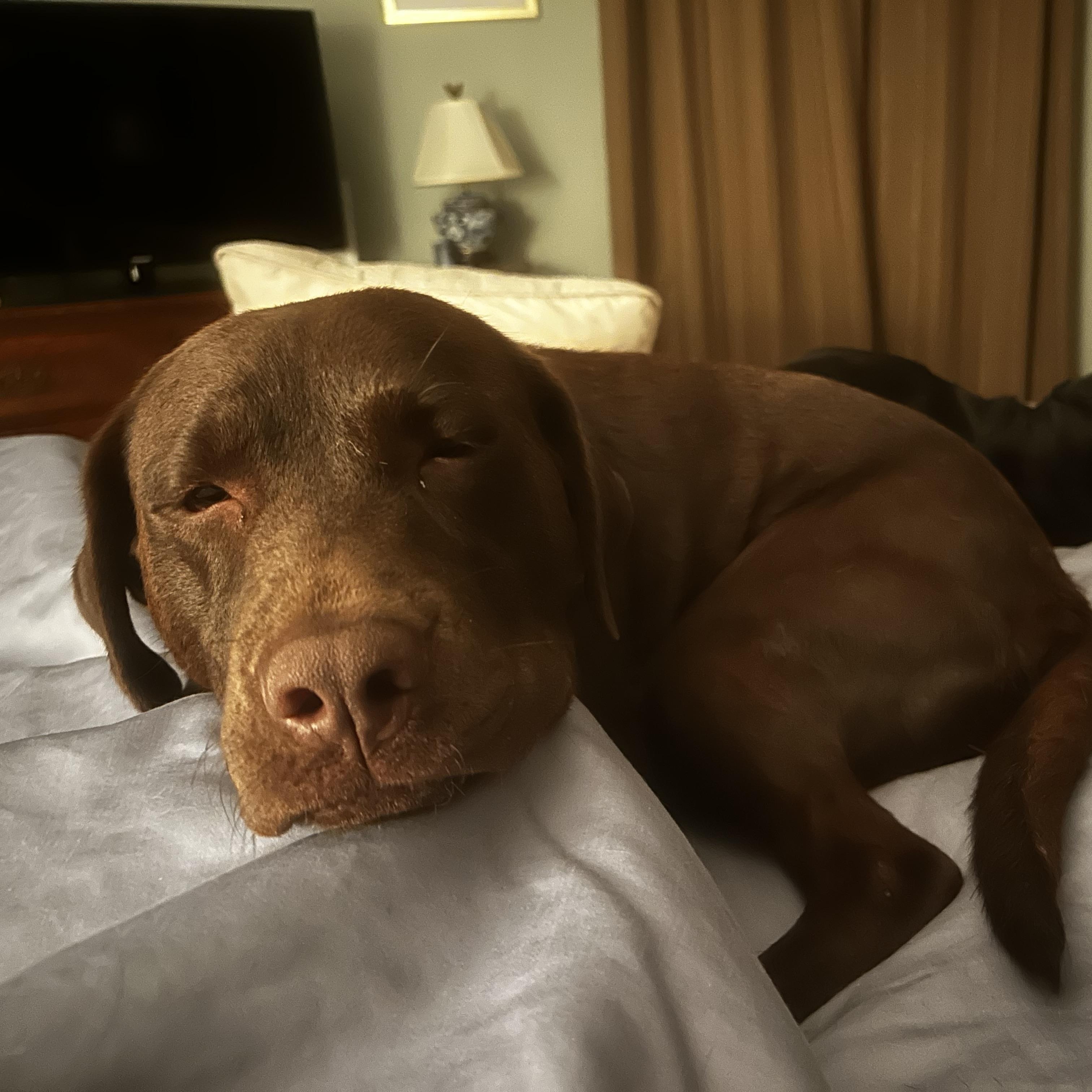 Enlarge Winnie, a Adoptable Labrador Retriever in Indianapolis, IN image 6/6