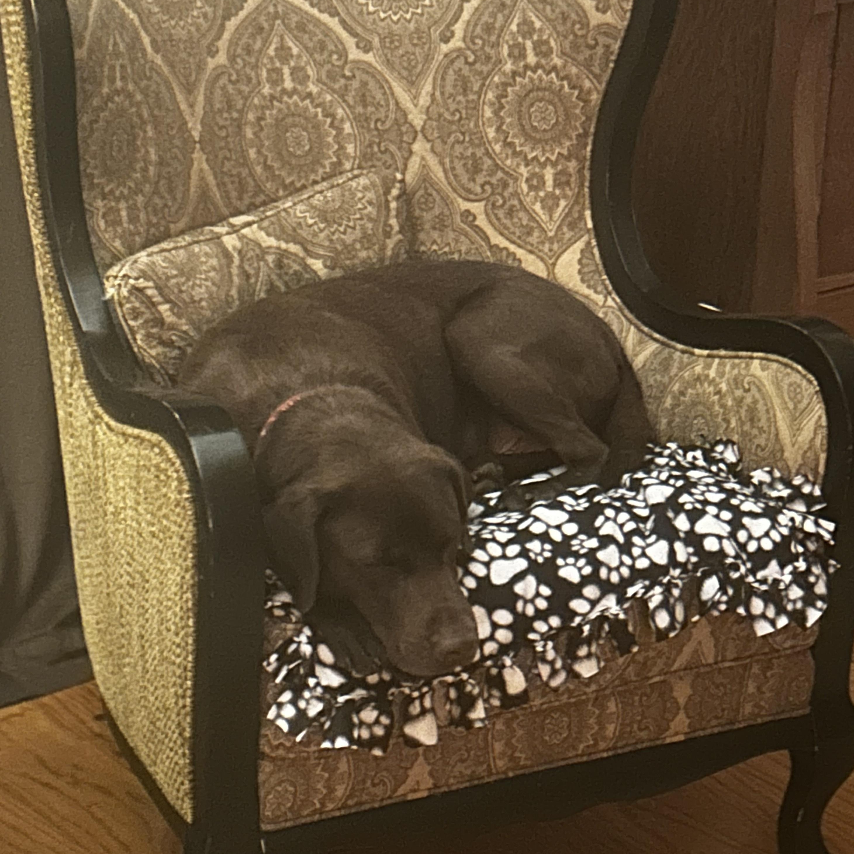 Enlarge Winnie, a Adoptable Labrador Retriever in Indianapolis, IN image 3/6
