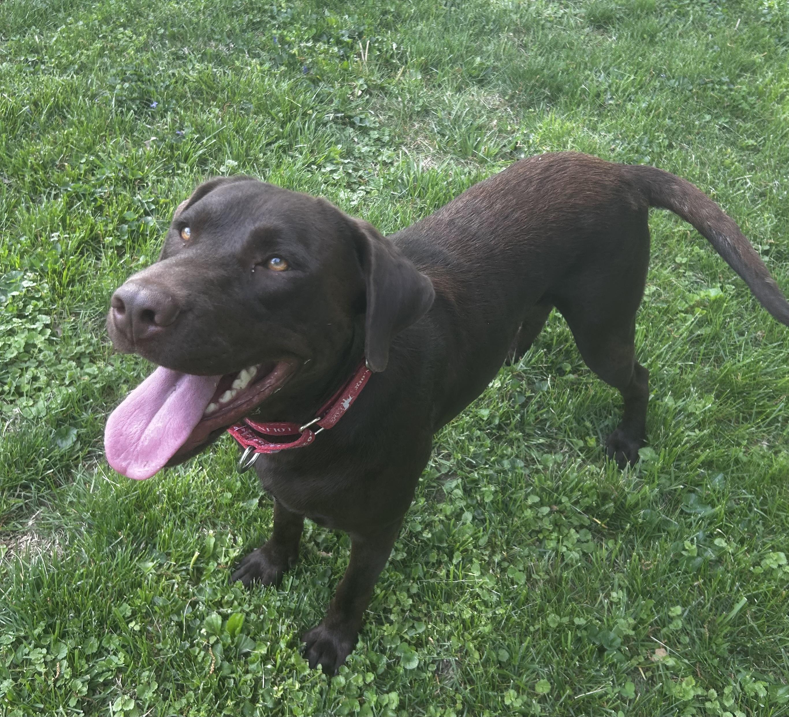 Enlarge Winnie, a Adoptable Labrador Retriever in Indianapolis, IN image 2/6