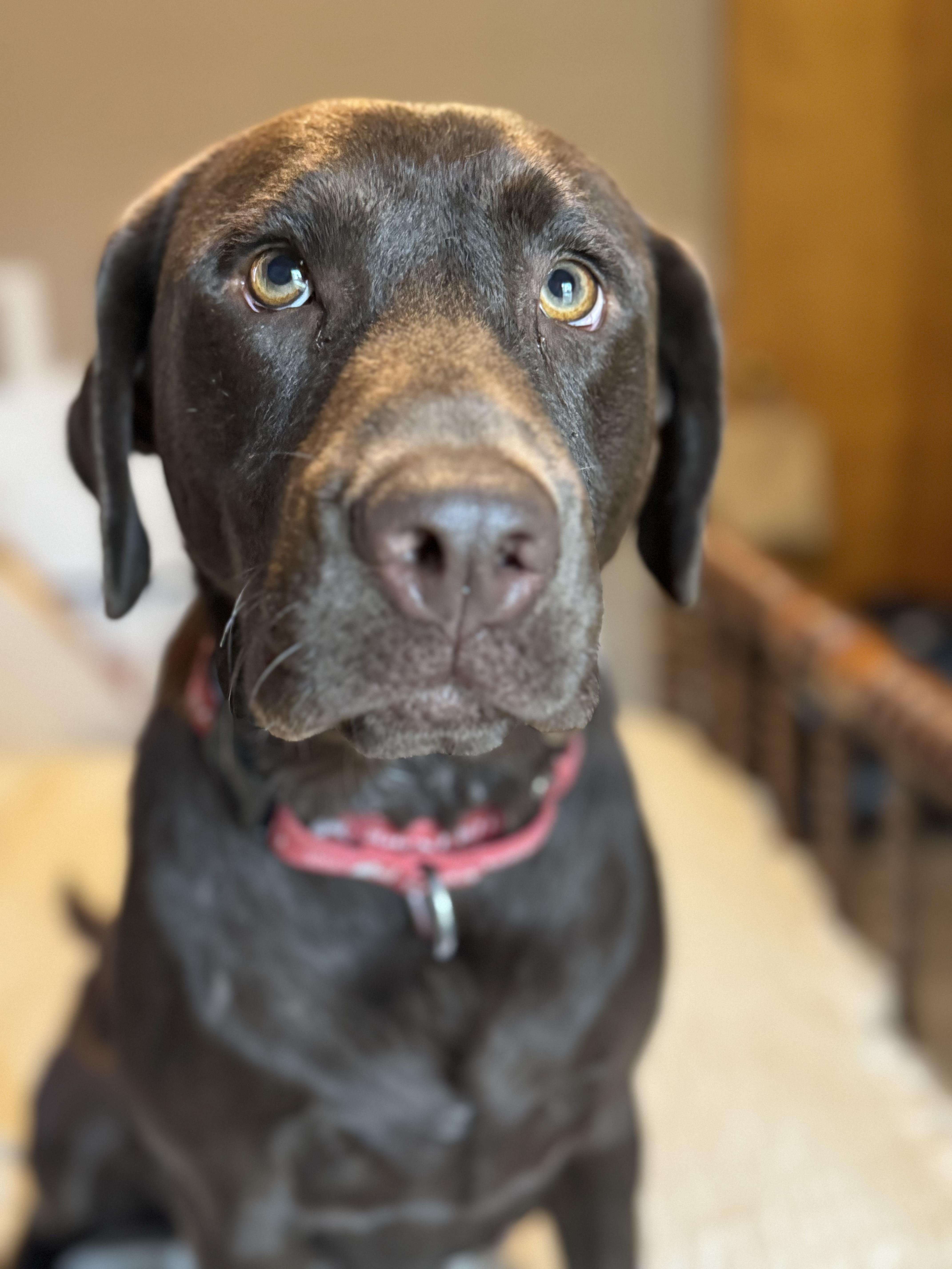 Winnie, Adoptable, Young Female Labrador Retriever.