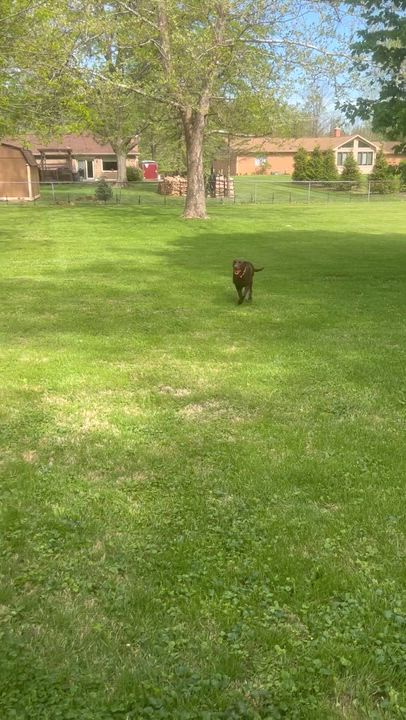 Enlarge Winnie, a Adoptable Labrador Retriever in Indianapolis, IN video 4/6