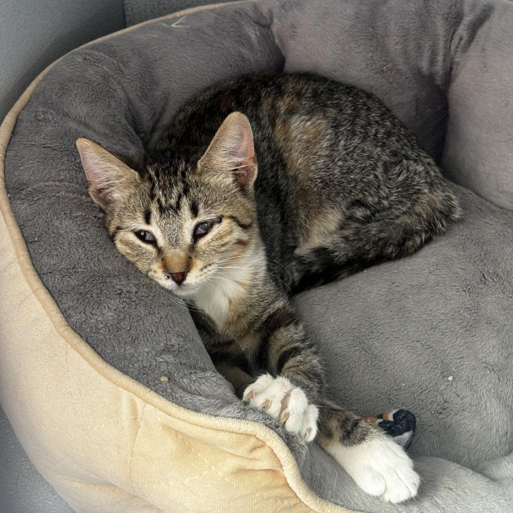 Enlarge Tiki, a Adoptable Domestic Short Hair in Carlin, NV image 1/1
