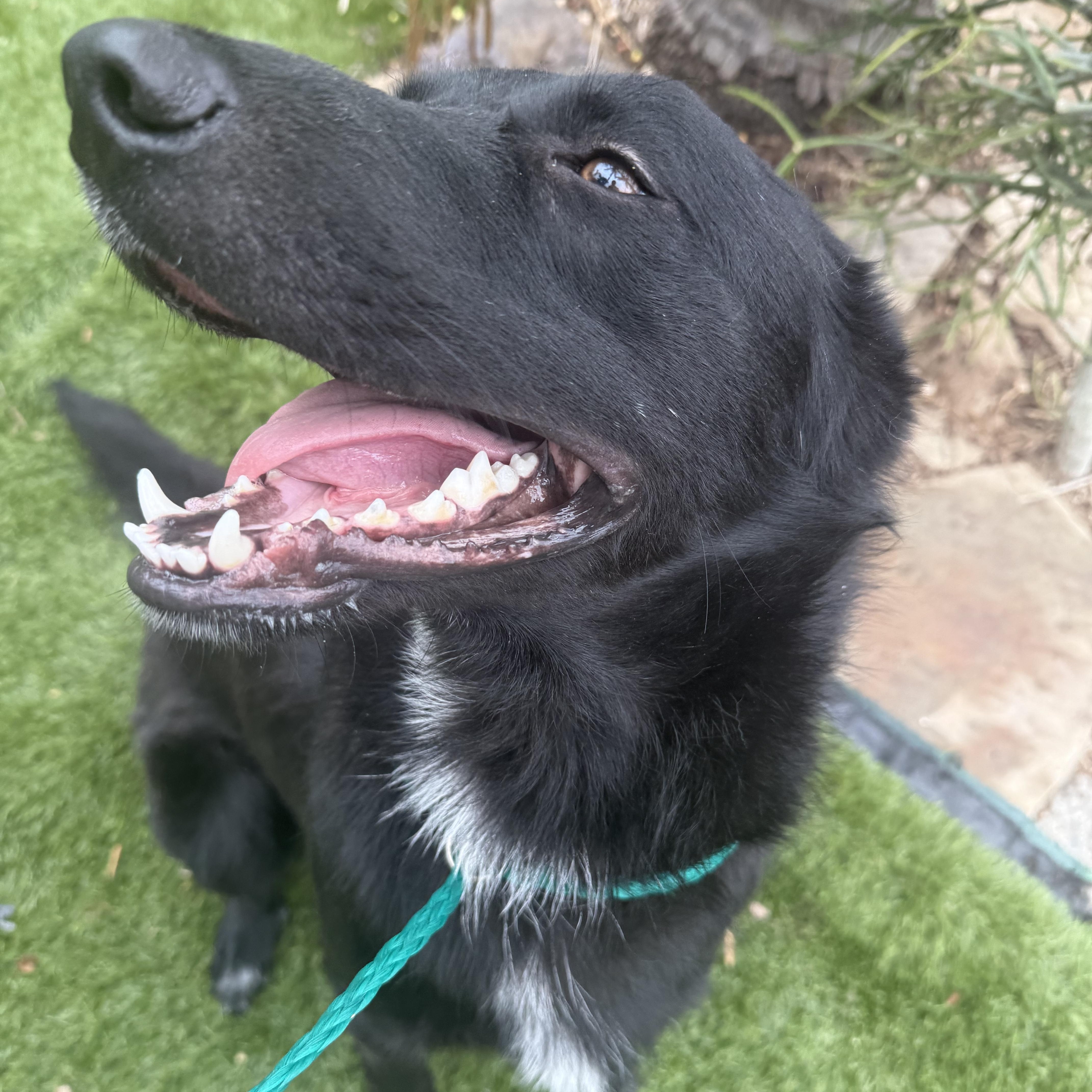 Kanas, a Adoptable mixed breed in San Diego, CA image 5/5