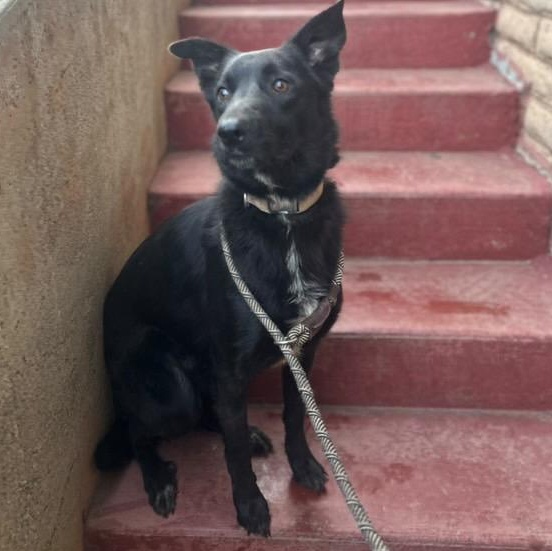 Kanas, a Adoptable mixed breed in San Diego, CA image 2/5