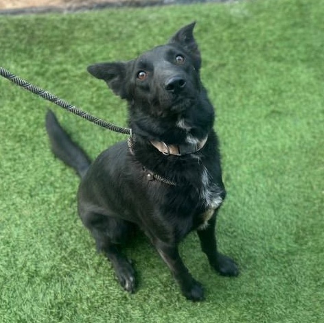 Kanas, a Adoptable mixed breed in San Diego, CA image 1/5