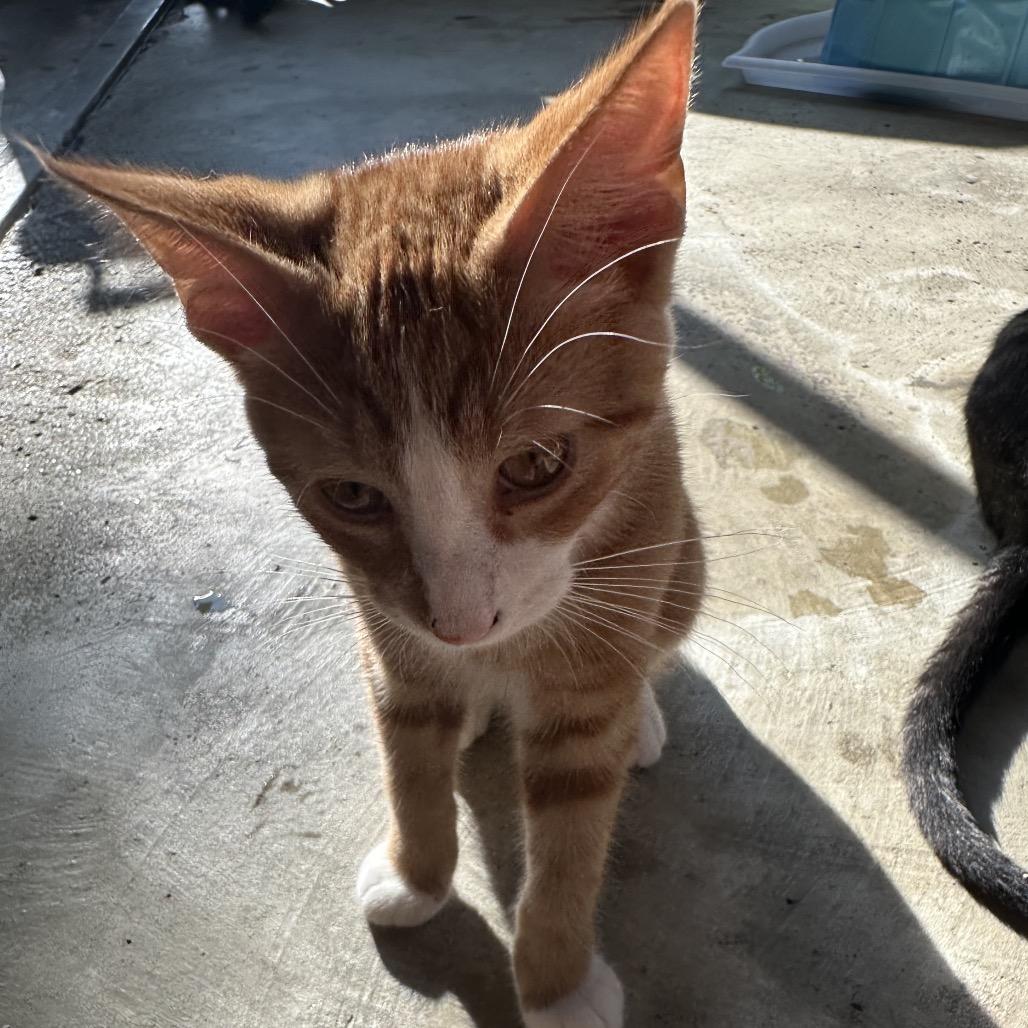 George, Adoptable, Young Male Domestic Short Hair.