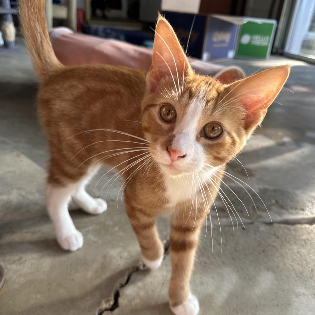 Enlarge George, a Adoptable Domestic Short Hair in Albert Lea, MN image 2/6