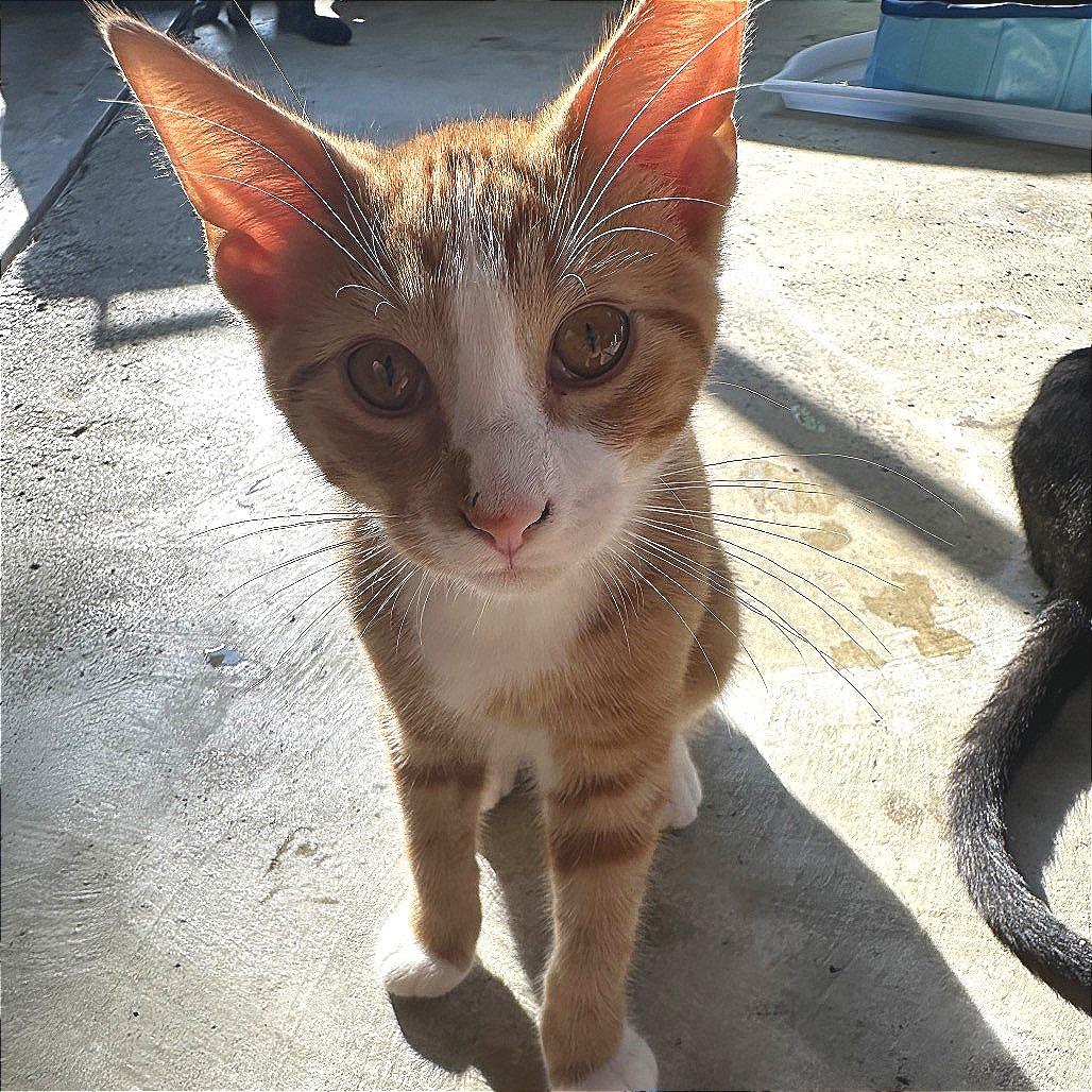 Enlarge George, a Adoptable Domestic Short Hair in Albert Lea, MN image 3/6