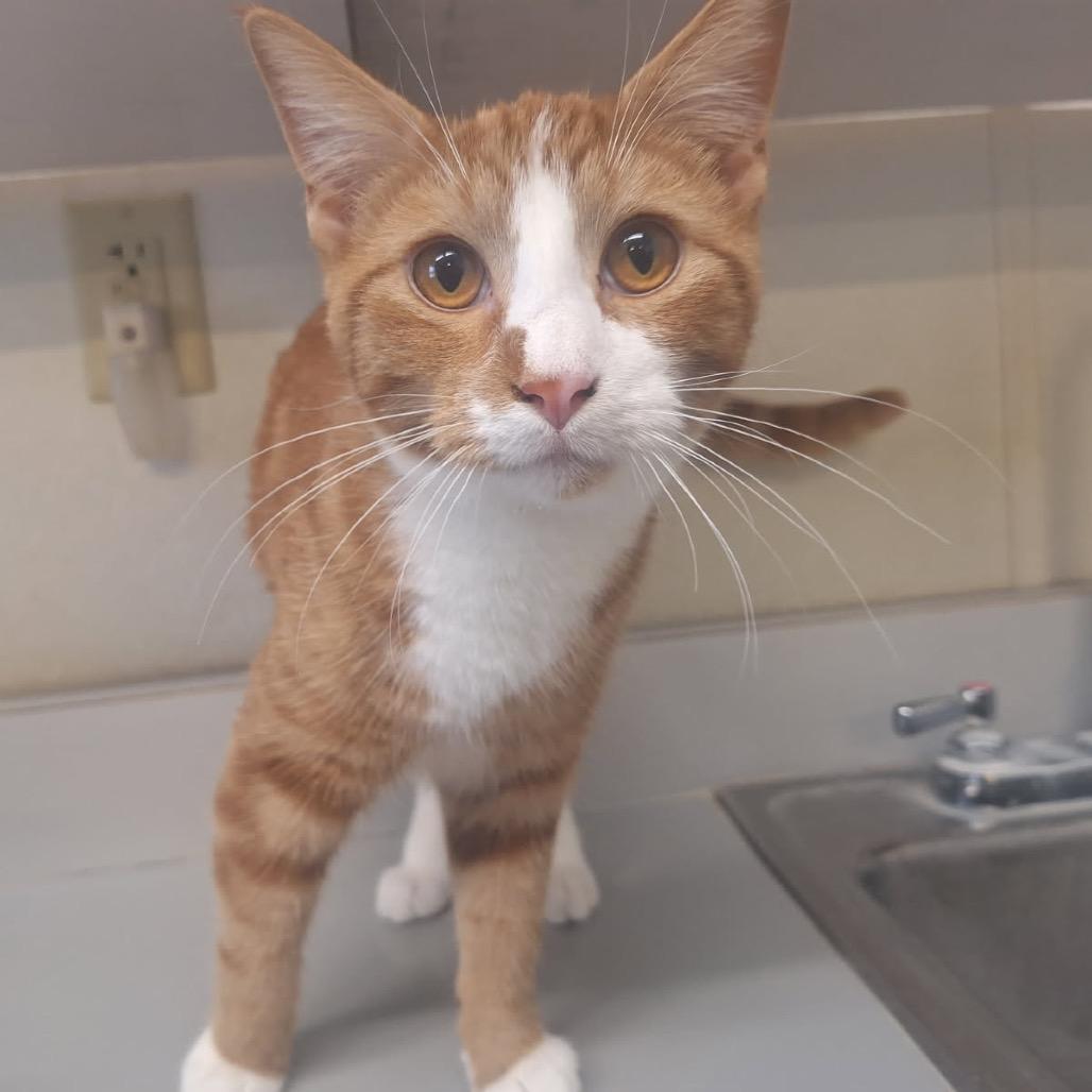 Enlarge George, a Adoptable Domestic Short Hair in Albert Lea, MN image 4/6