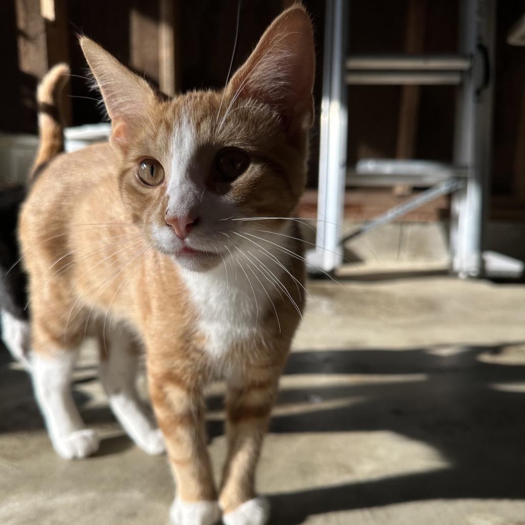 Enlarge George, a Adoptable Domestic Short Hair in Albert Lea, MN image 5/6