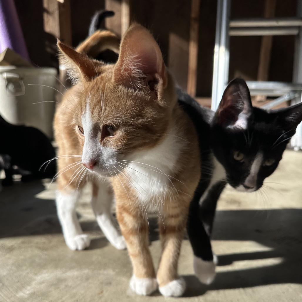 Enlarge George, a Adoptable Domestic Short Hair in Albert Lea, MN image 6/6