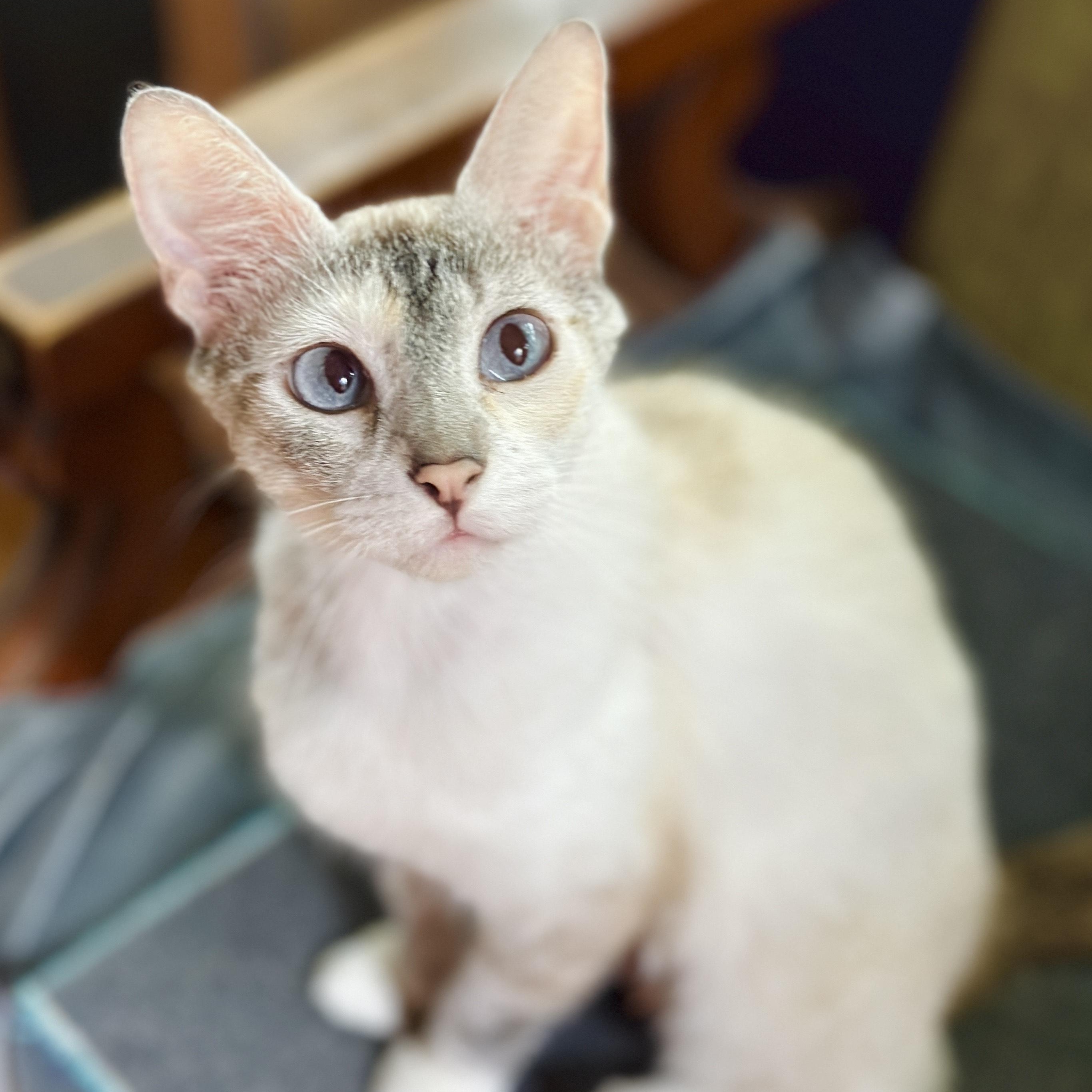 Diva (& Dove), a Adoptable mixed breed in Chicago, IL image 3/6