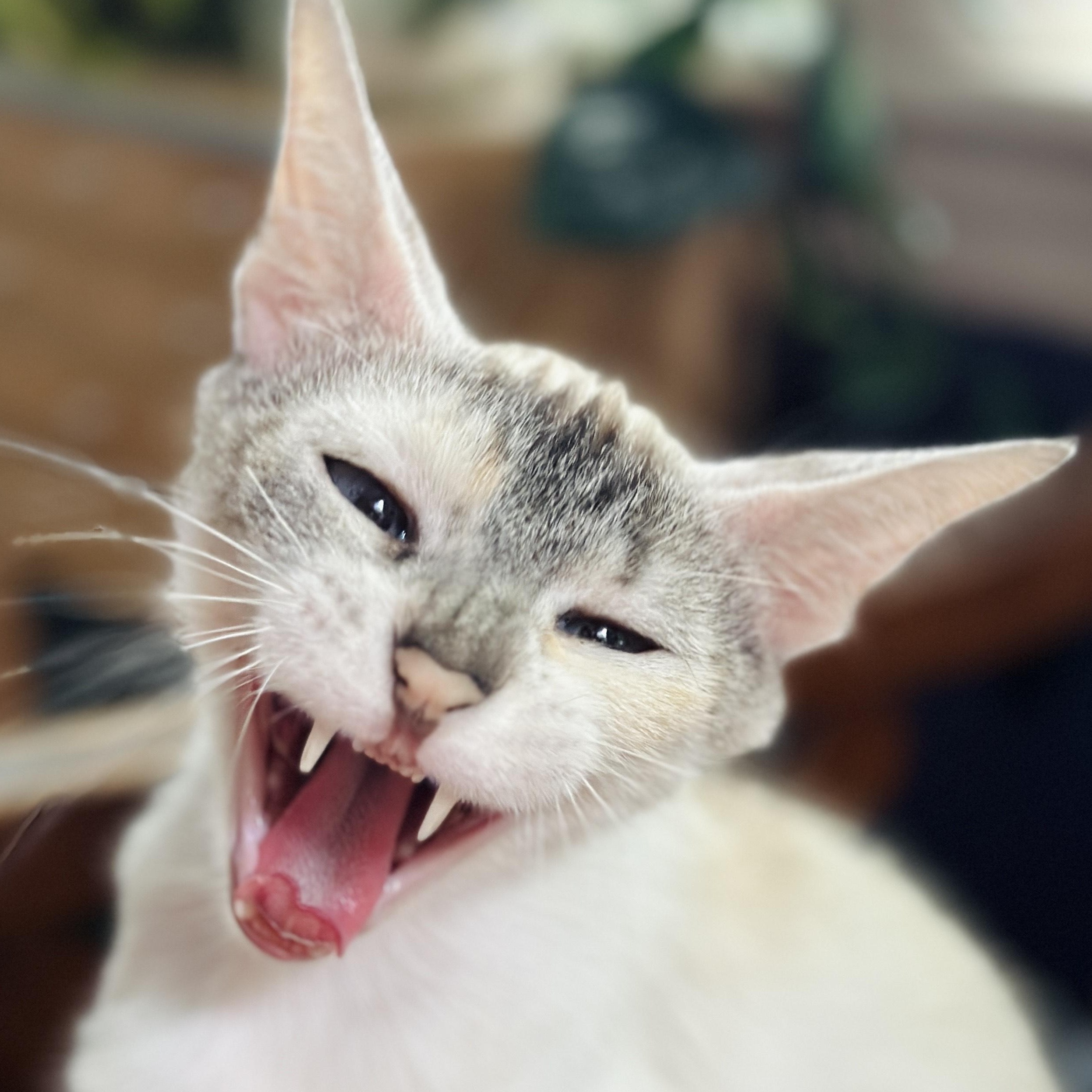 Diva (& Dove), a Adoptable mixed breed in Chicago, IL image 4/6