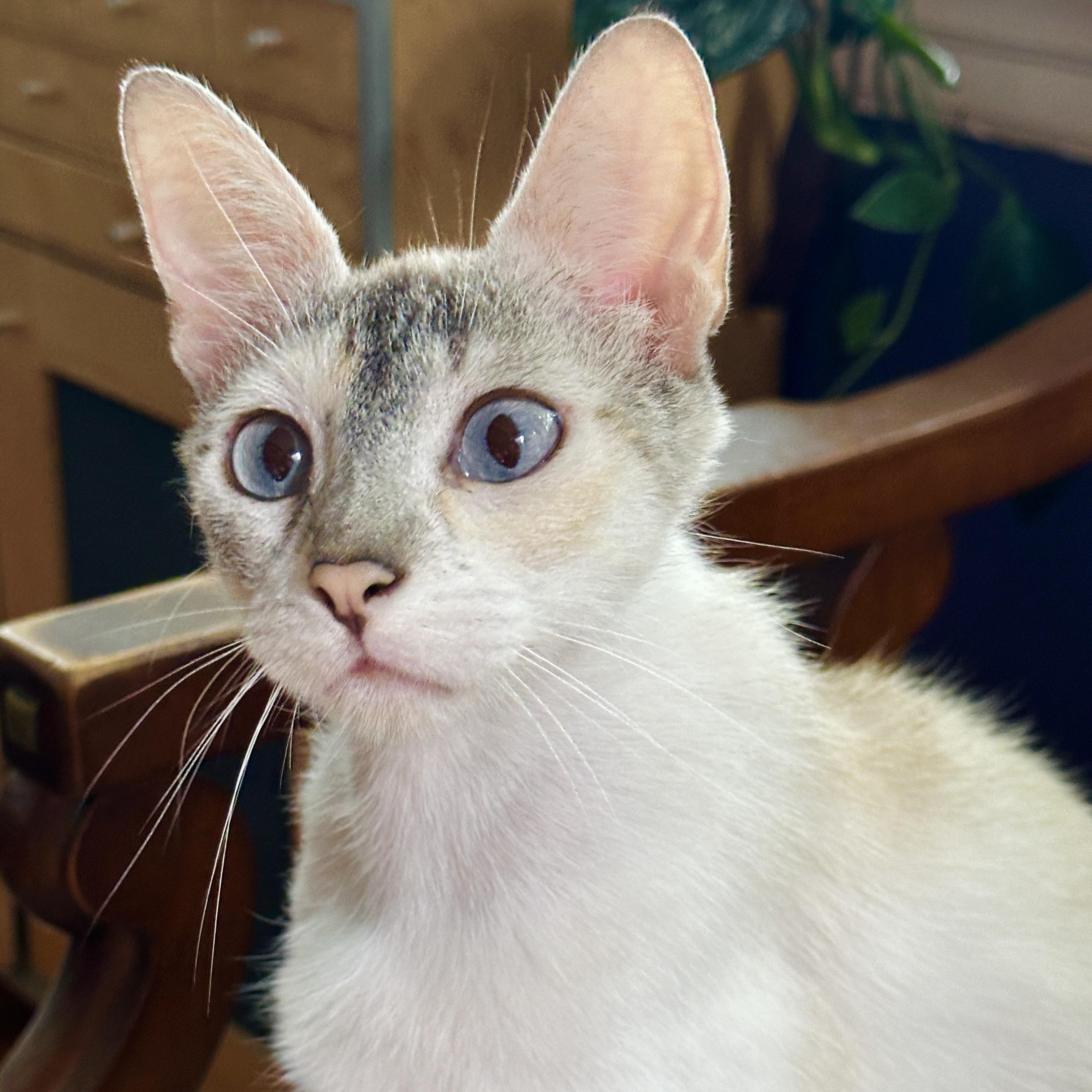 Diva (& Dove), a Adoptable mixed breed in Chicago, IL image 5/6