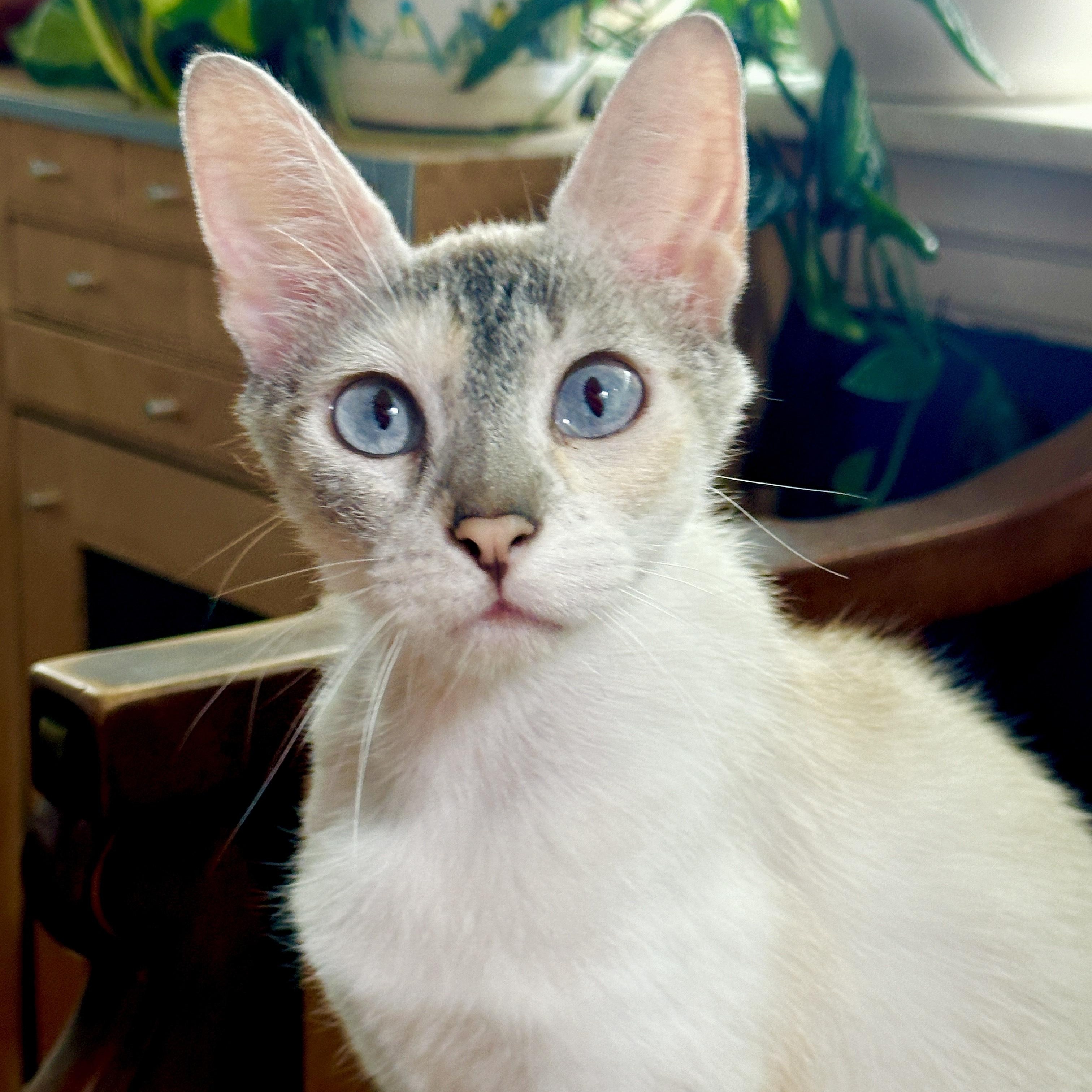 Diva (& Dove), a Adoptable mixed breed in Chicago, IL image 2/6