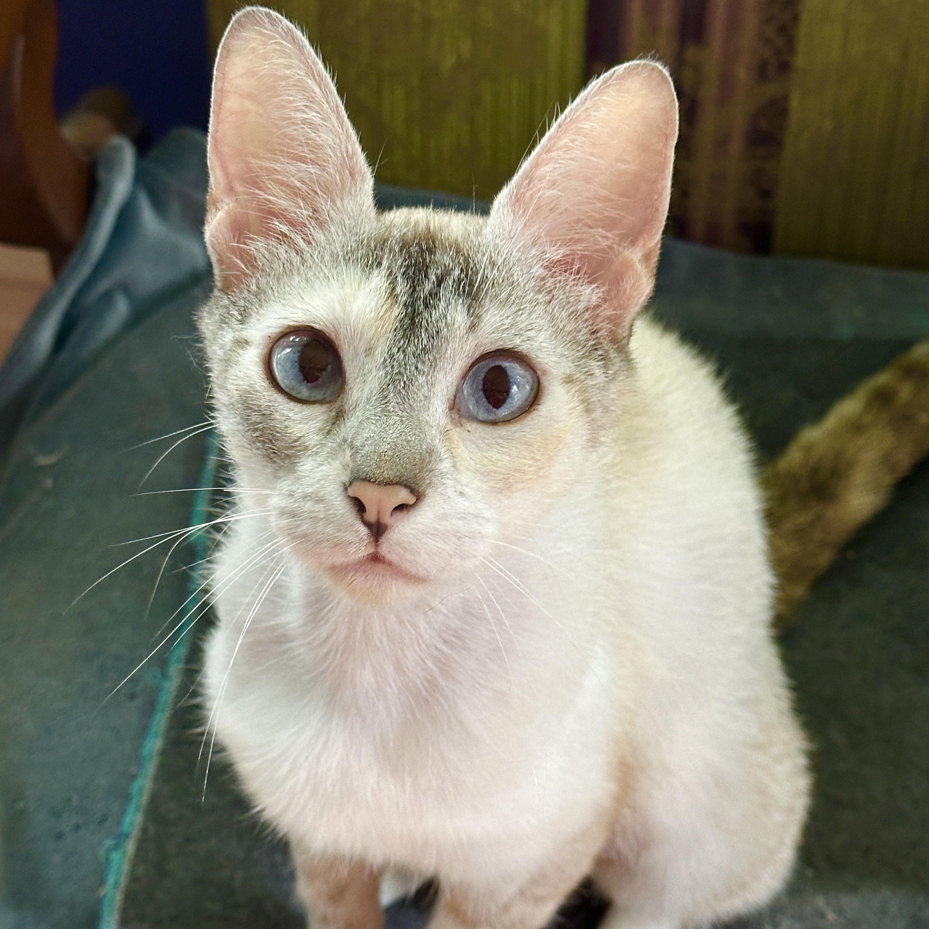 Diva (& Dove), a Adoptable mixed breed in Chicago, IL image 6/6