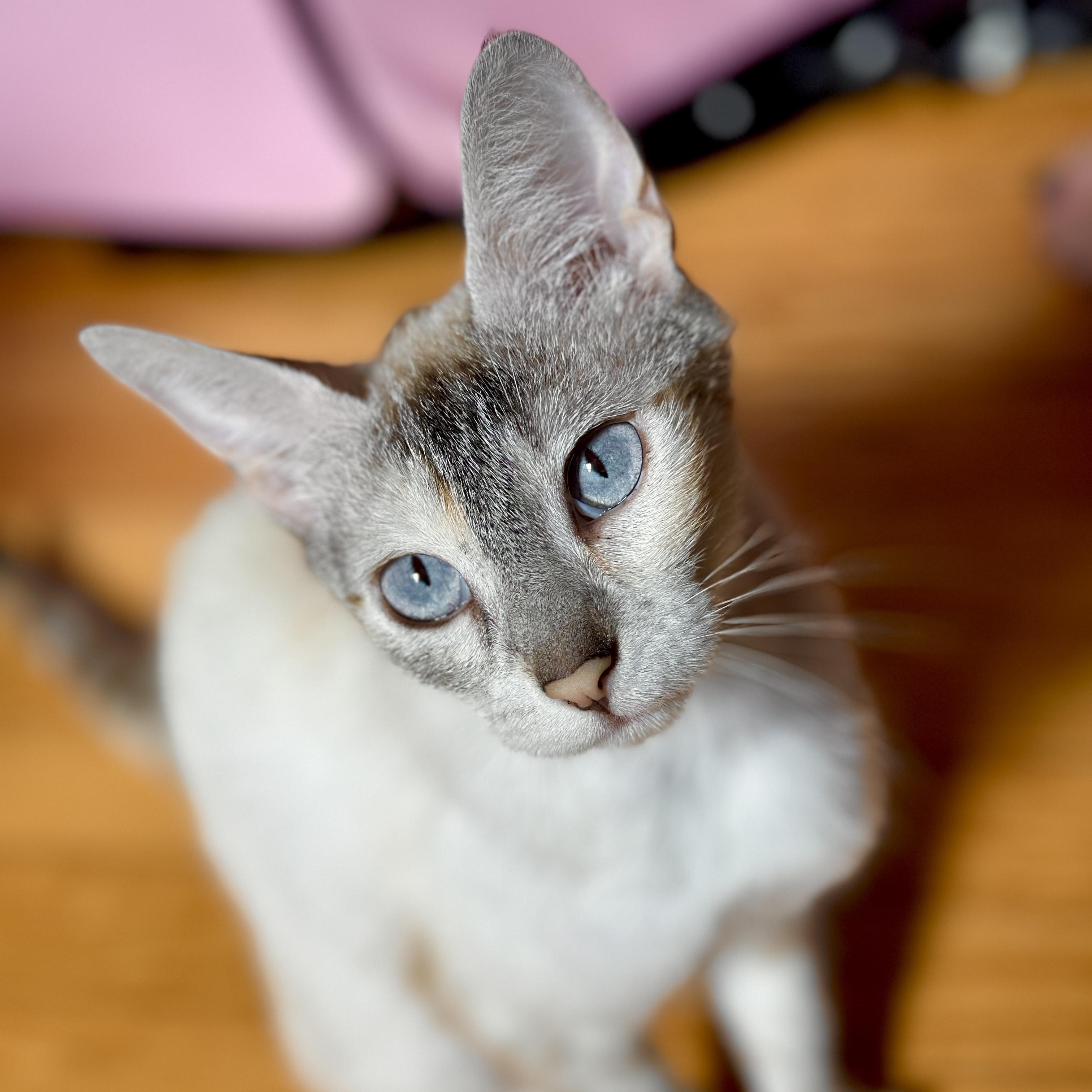 Diva (& Dove), a Adoptable mixed breed in Chicago, IL image 1/6