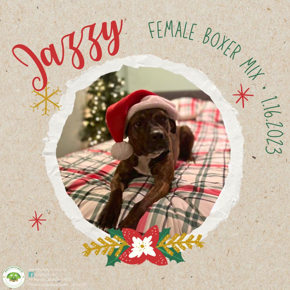 Enlarge Jazzy, a Adoptable mixed breed in Pottstown, PA image 1/6