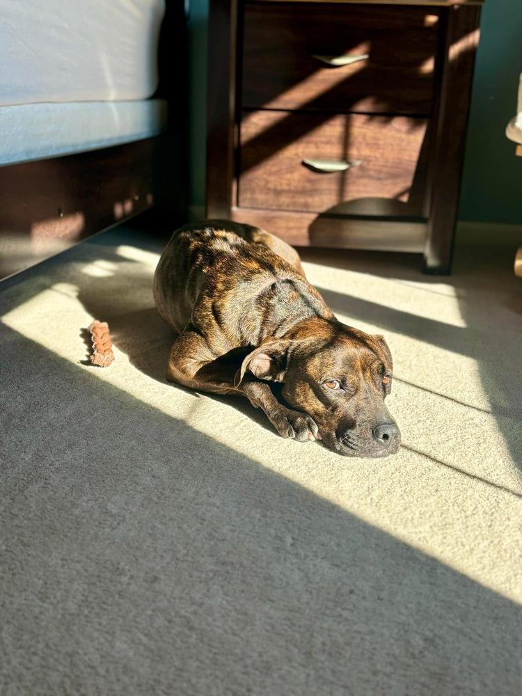 Jazzy, Adoptable, Adult Female Boxer.