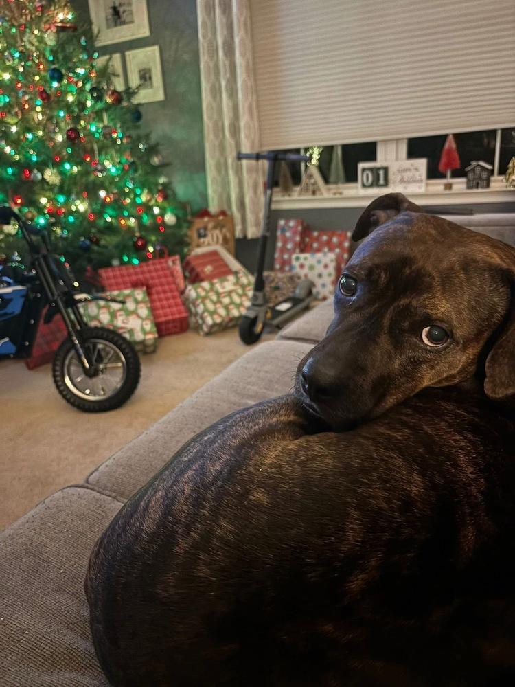 Enlarge Jazzy, a Adoptable mixed breed in Pottstown, PA image 2/6