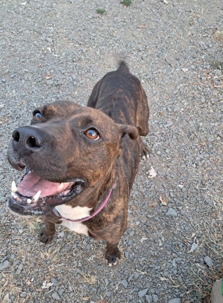 Enlarge Jazzy, a Adoptable mixed breed in Pottstown, PA image 3/6