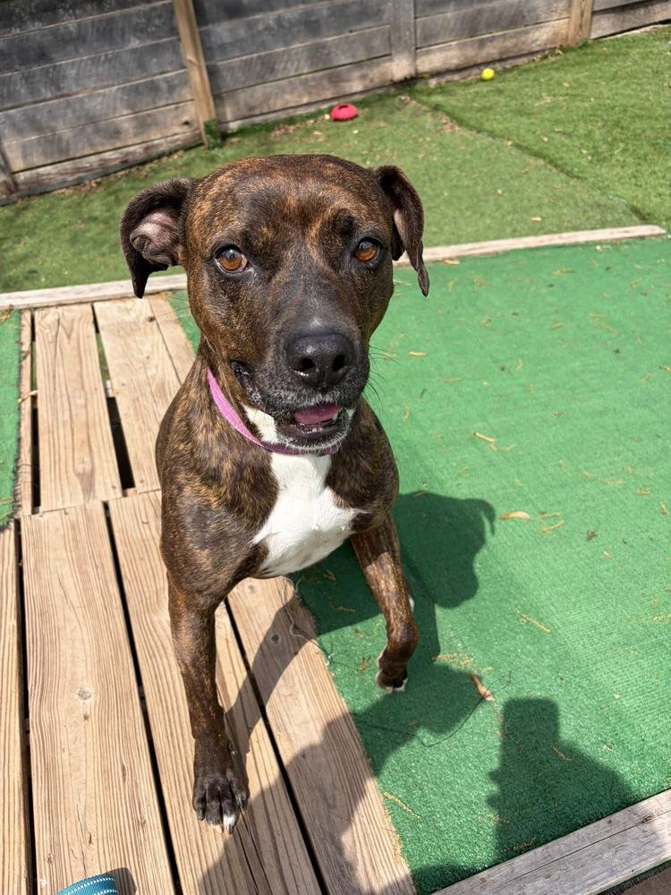 Enlarge Jazzy, a Adoptable mixed breed in Pottstown, PA image 2/6