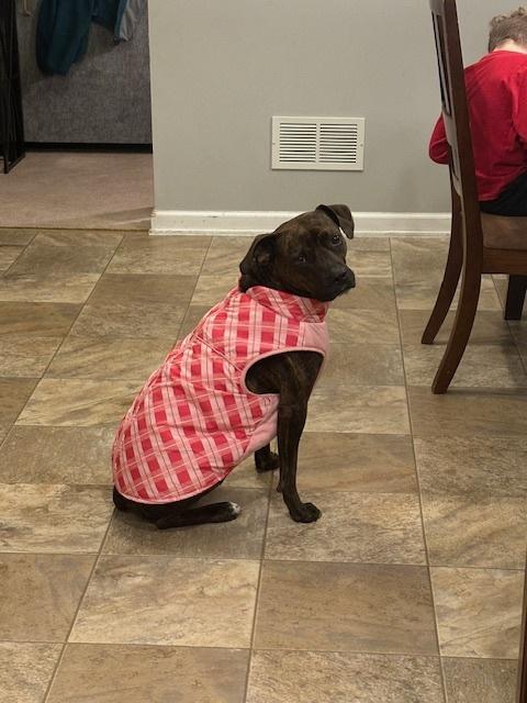 Enlarge Jazzy, a Adoptable mixed breed in Pottstown, PA image 4/6