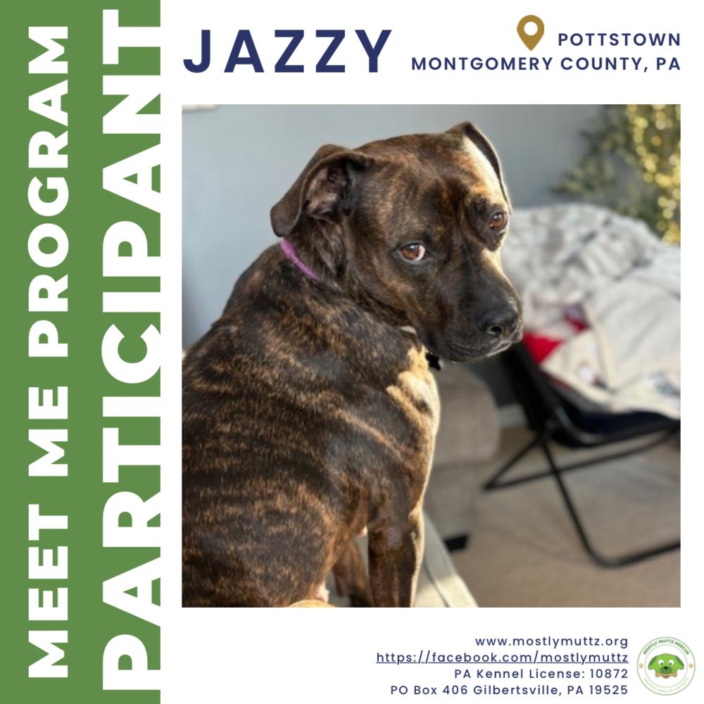 Enlarge Jazzy, a Adoptable mixed breed in Pottstown, PA image 5/6