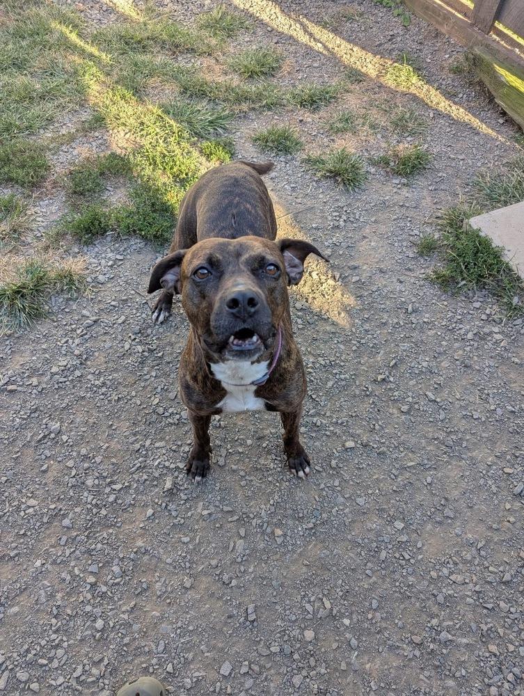 Enlarge Jazzy, a Adoptable mixed breed in Pottstown, PA image 6/6