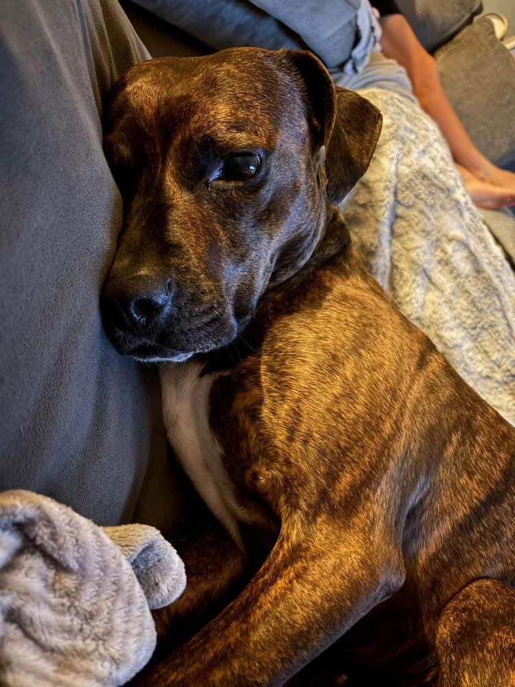 Enlarge Jazzy, a Adoptable mixed breed in Pottstown, PA image 4/6