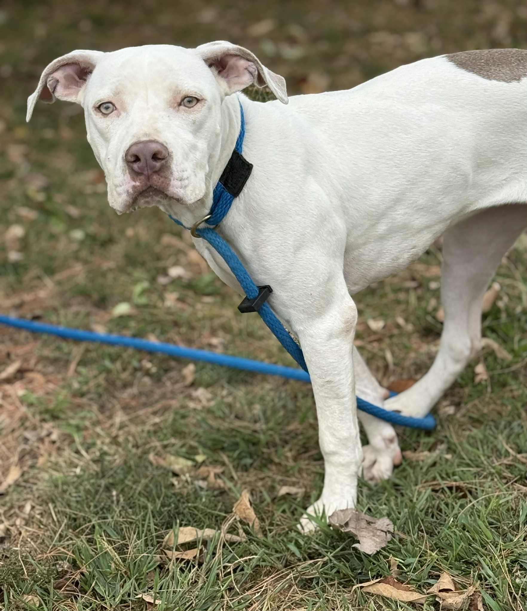 Cece (in a FOSTER home), Adoptable, Young Female Pit Bull Terrier & Mixed Breed.