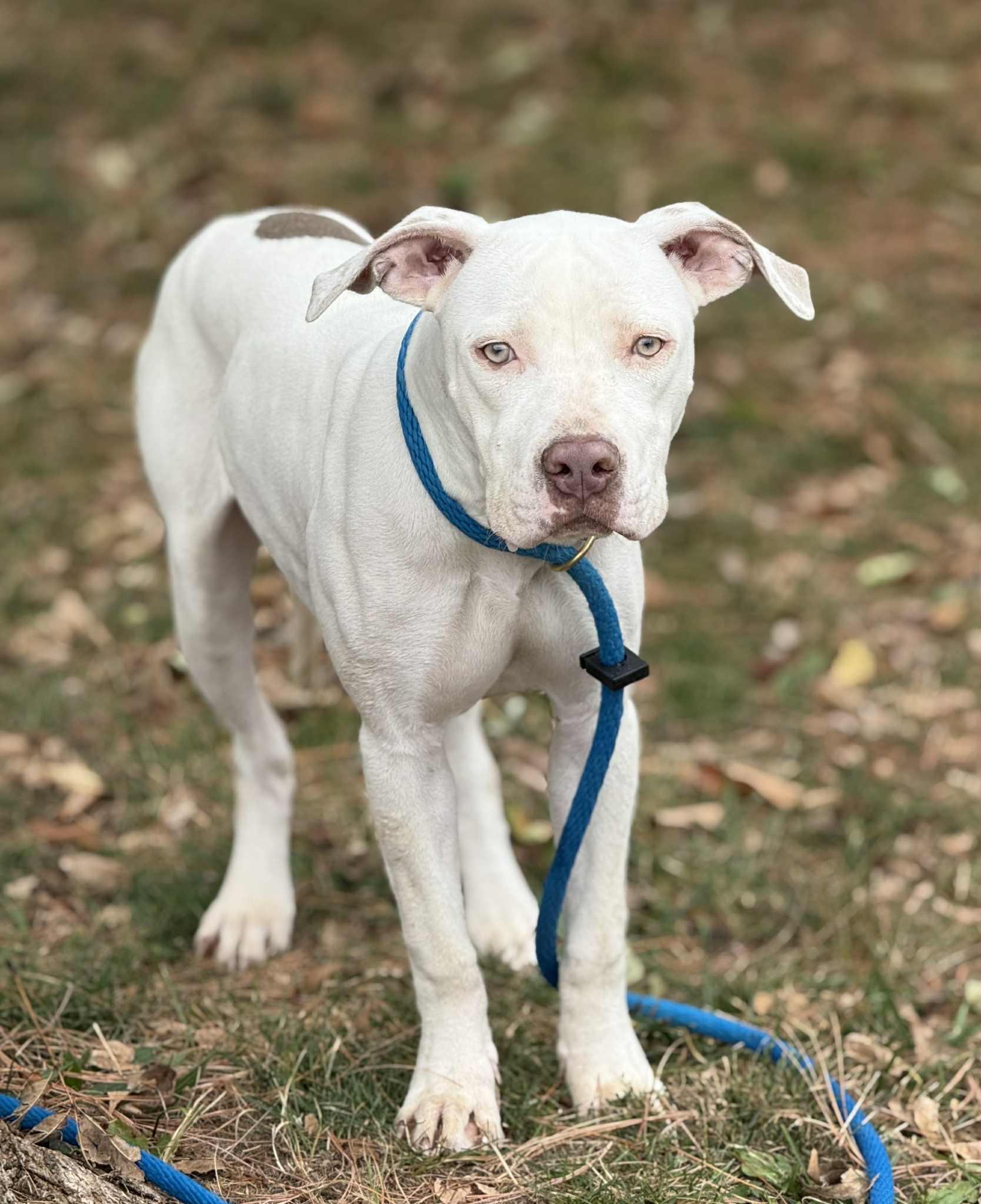 Enlarge Cece (in a FOSTER home), a Adoptable mixed breed in Springfield, IL image 2/2