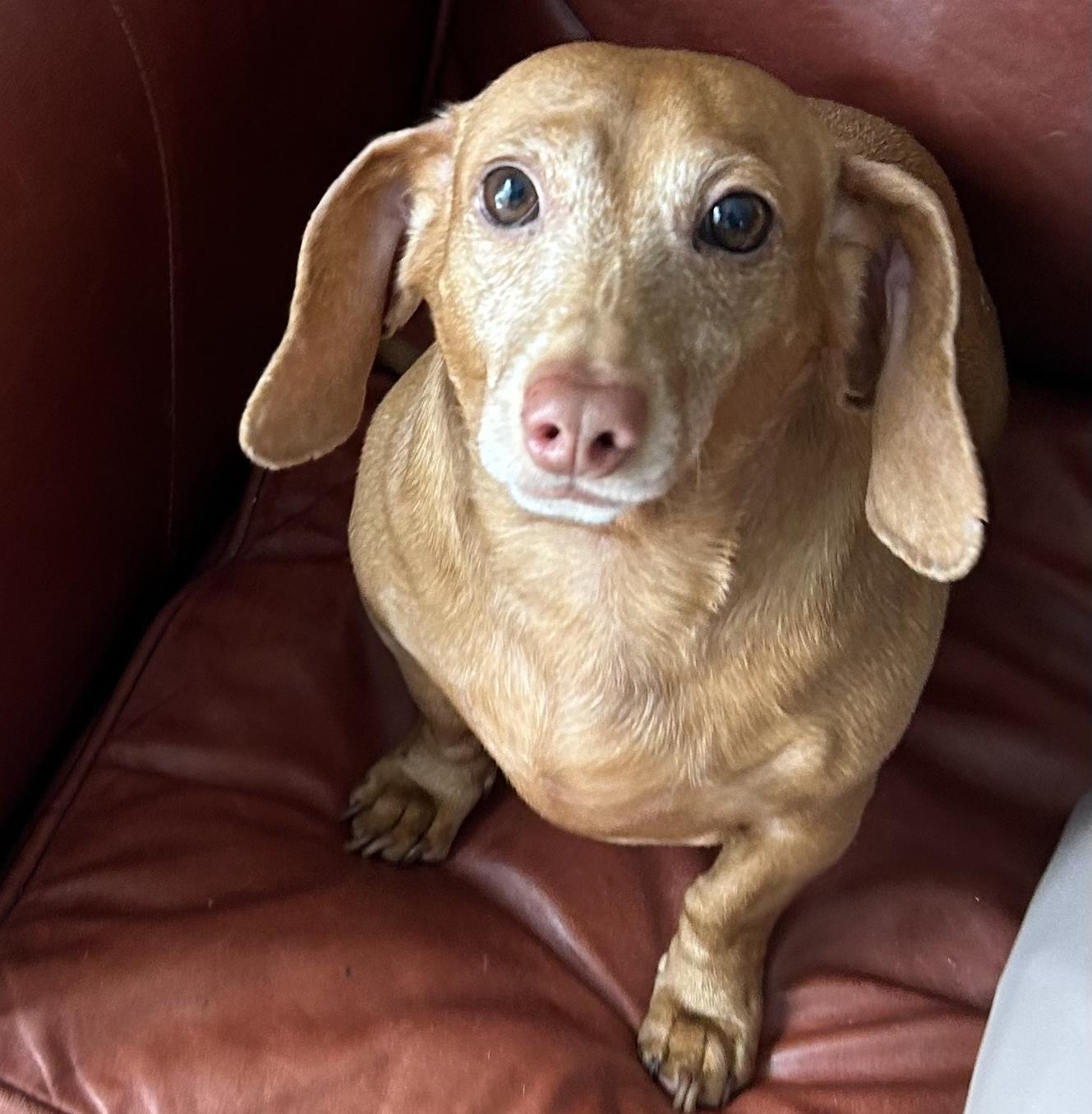 Rosie, adopted, Adult Female Dachshund.