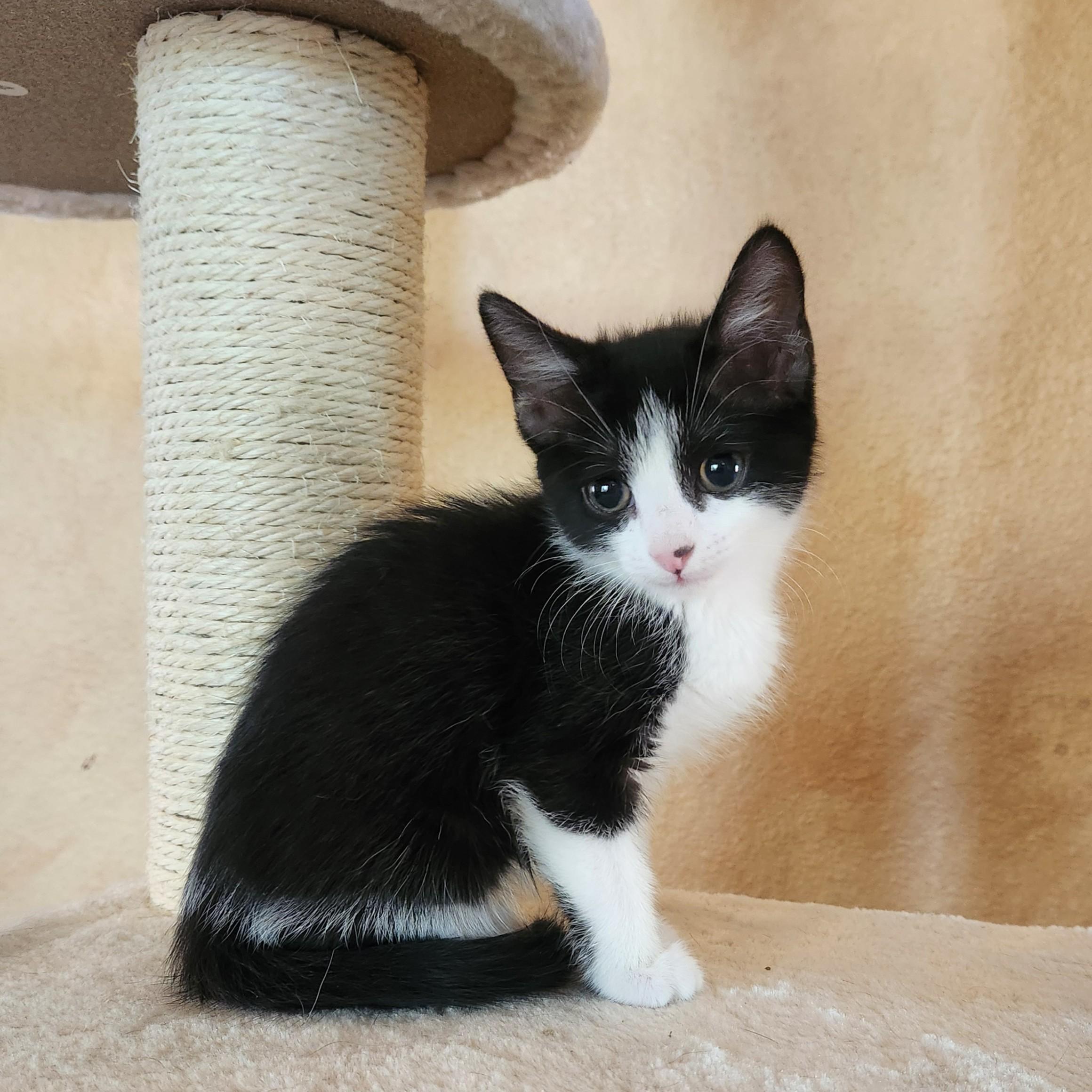 Enlarge Speedy ( Pre-adoption ONLY), an adopted Tuxedo in Allen, TX image 6/6