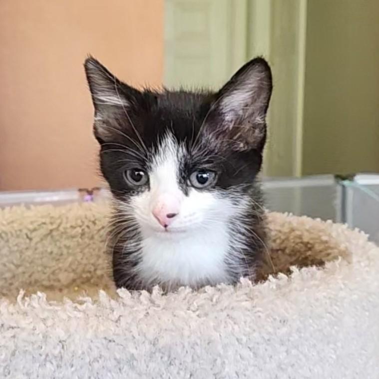 Enlarge Screechie ( Pre-adoption ONLY), a Adoptable Tuxedo in Allen, TX image 5/6