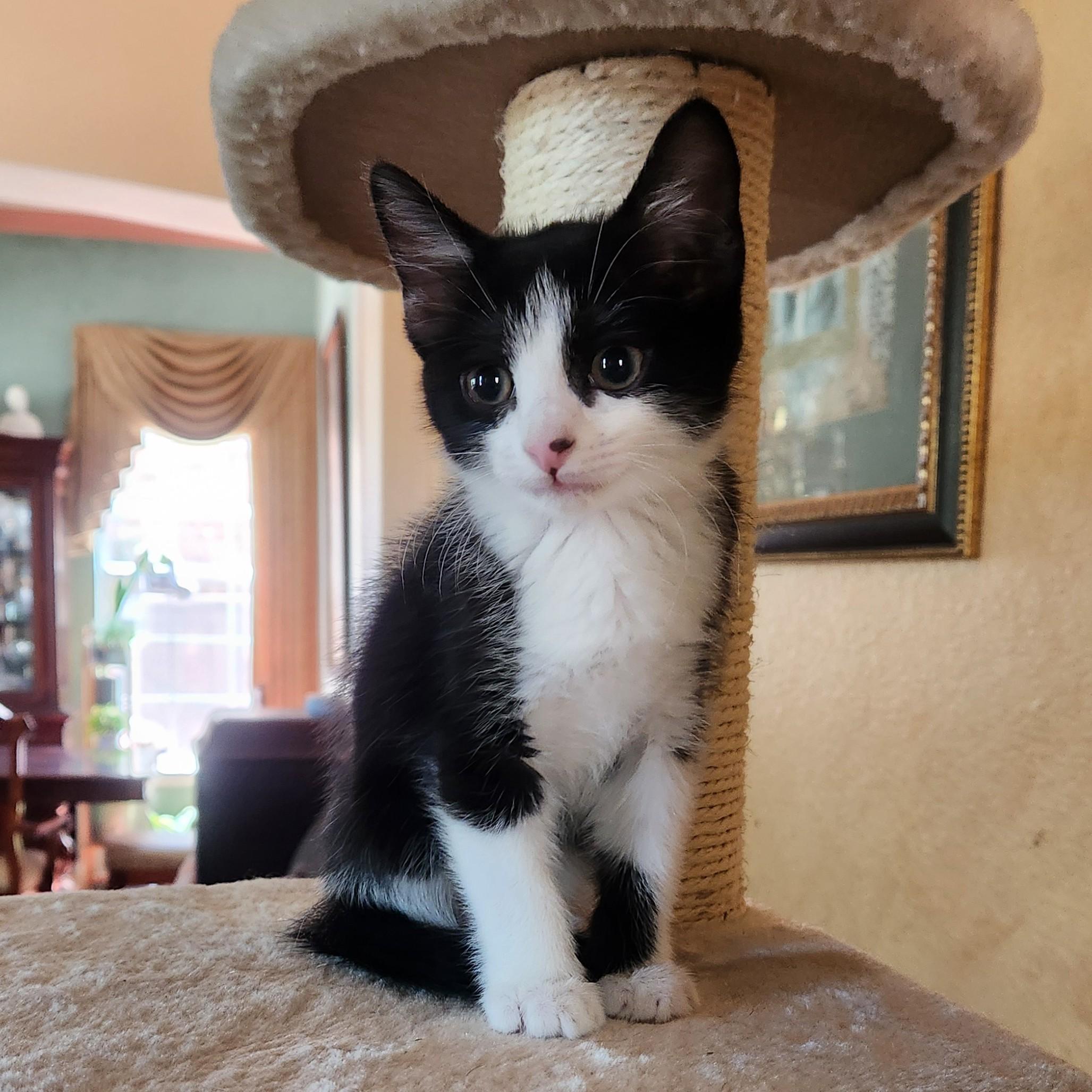 Speedy ( Pre-adoption ONLY), adopted, Kitten Male Tuxedo.
