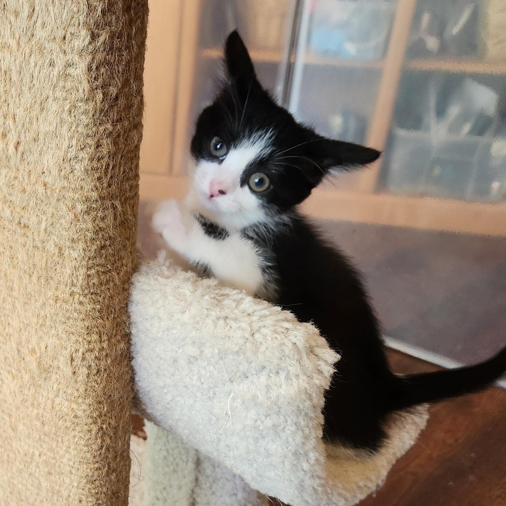 Enlarge Screechie ( Pre-adoption ONLY), a Adoptable Tuxedo in Allen, TX image 4/6