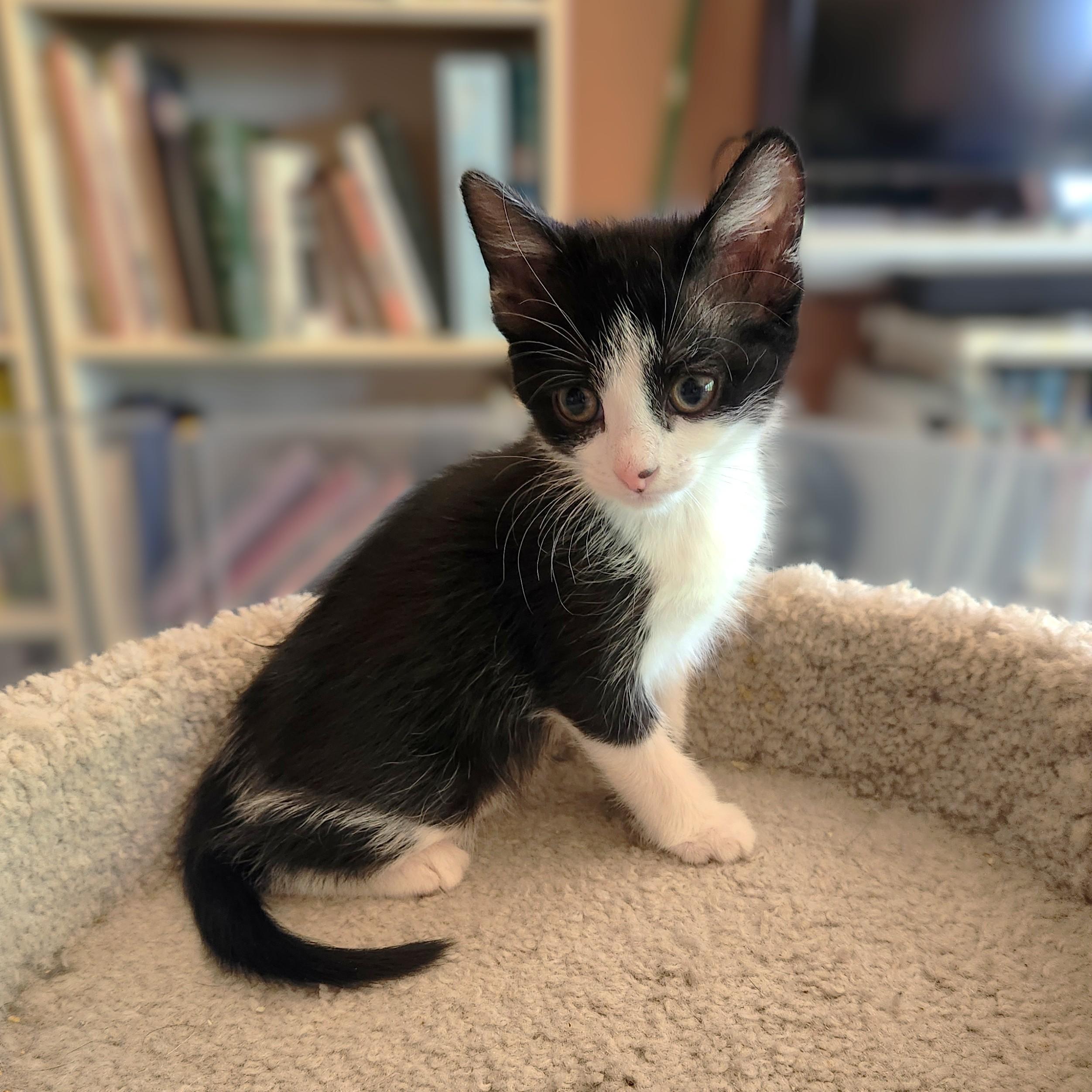 Enlarge Screechie ( Pre-adoption ONLY), a Adoptable Tuxedo in Allen, TX image 2/6