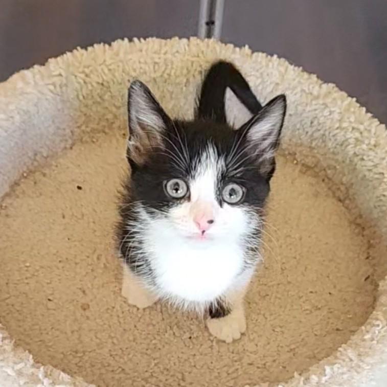 Screechie ( Pre-adoption ONLY), Adoptable, Kitten Male Tuxedo.