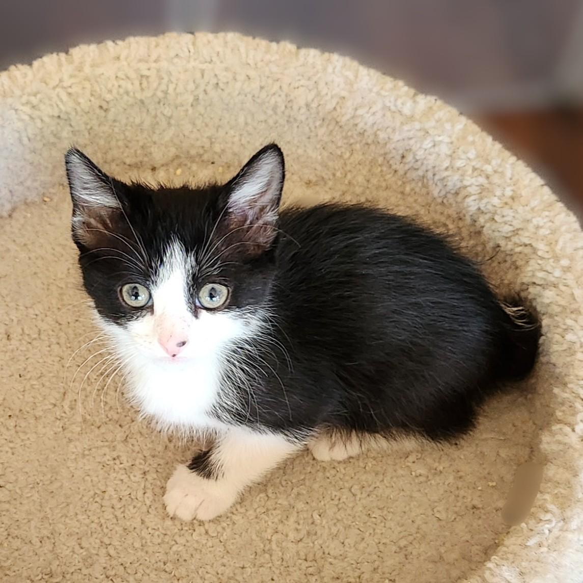 Enlarge Screechie ( Pre-adoption ONLY), a Adoptable Tuxedo in Allen, TX image 6/6