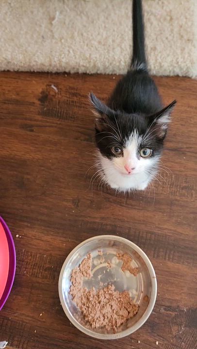 Enlarge Screechie ( Pre-adoption ONLY), a Adoptable Tuxedo in Allen, TX video 3/6