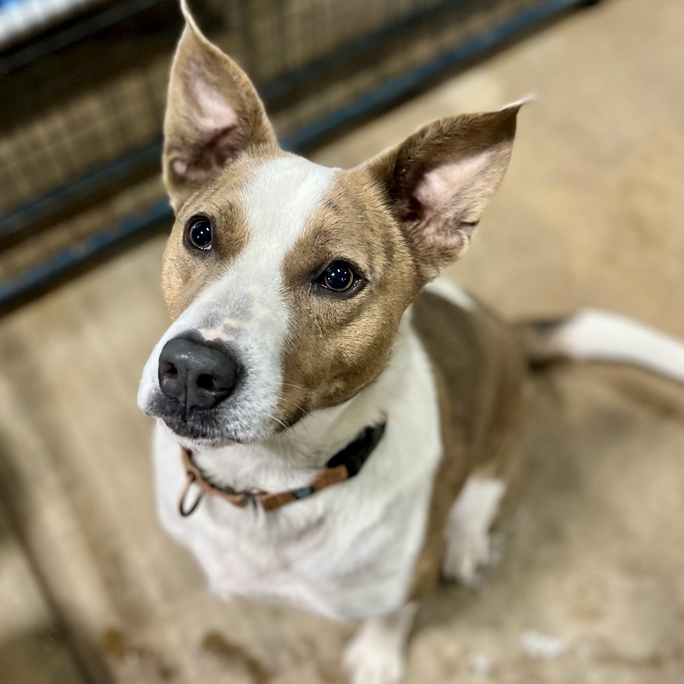 Eddie, Adoptable, Young Male Shepherd.