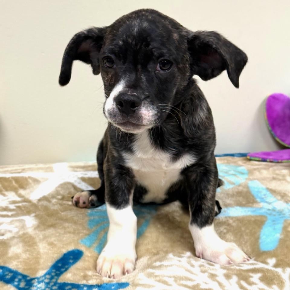 Enlarge Blaze, an adopted mixed breed in Greensburg, PA image 1/3