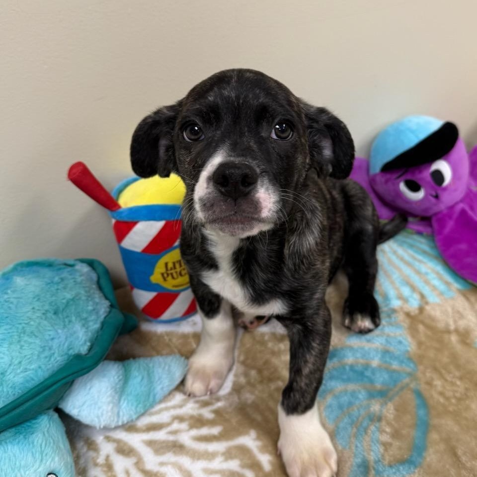 Enlarge Blaze, an adopted mixed breed in Greensburg, PA image 2/3